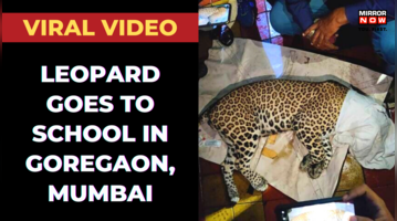 Leopard gets stuck in Mumbai school Forestry officials to the rescue