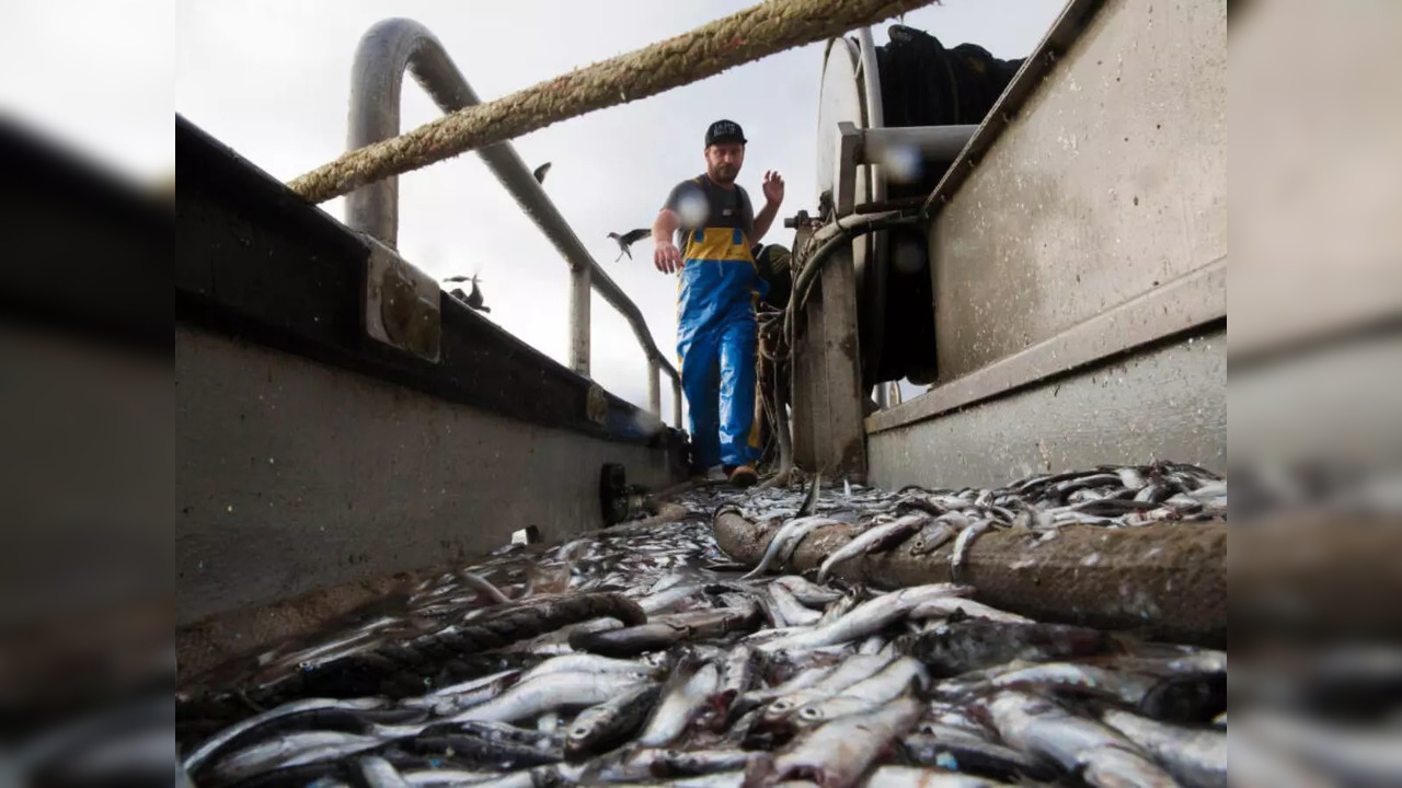 Anchovies sit on the deck of the Mya Nicole after Erik Sandquist and his crew netted them on October 7, 2015 | (Tim Hussin/San Francisco Chronicle via AP)