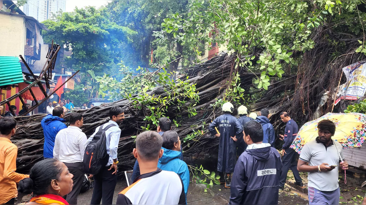 Mumbai: Maharashtra State Tree Authority approves 8 infra projects; 1,845 trees to be cut down