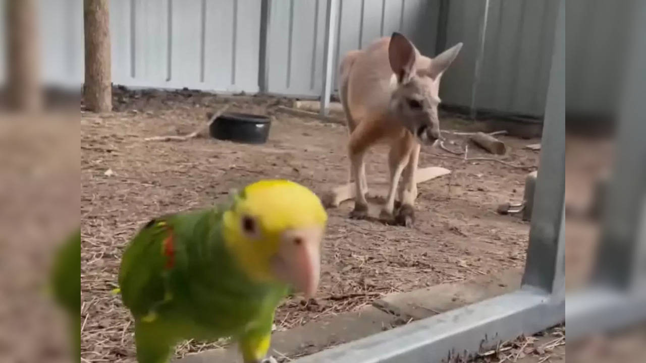 The owners of Baxter, the kangaroo, run a non-profit named Bird Recovery International | Picture courtesy: Youtube/WBRZ 2