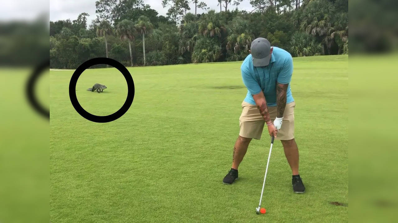 Florida golfer takes shot while ignoring the alligator approaching him from behind | Picture courtesy: Facebook/Alligators of Florida