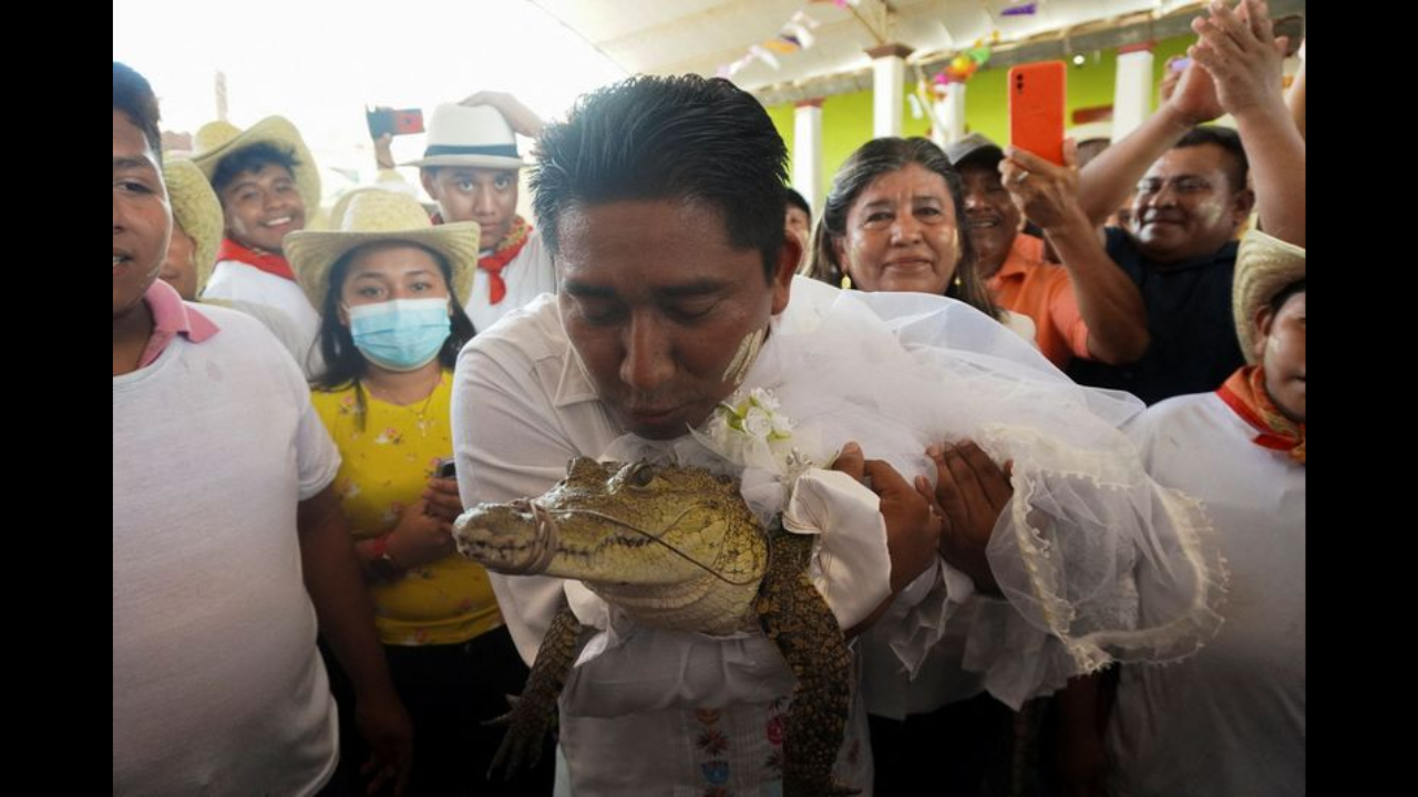 Mexican mayor marries alligator