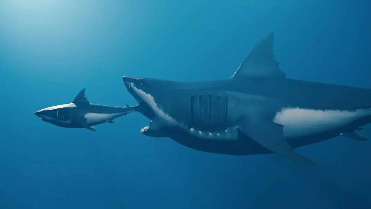 A large predator eats a smaller shark | Picture courtessy: Baris-Ozer/iStock