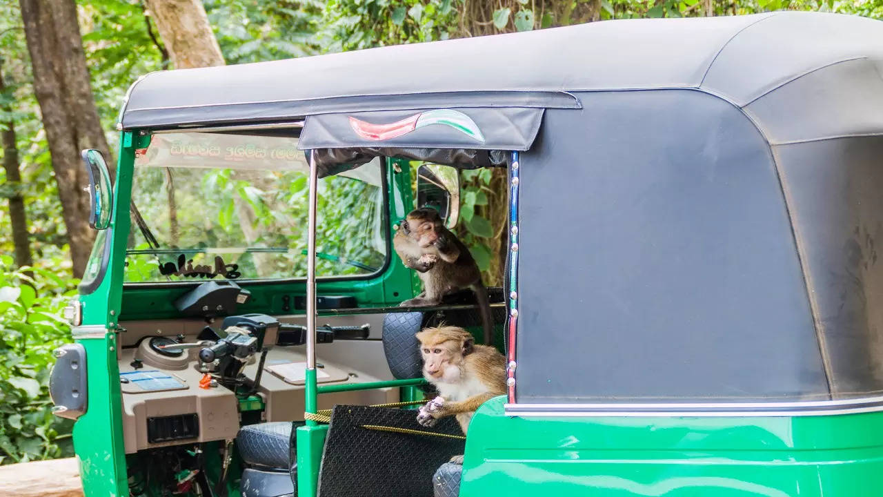 Monkey business: Delhi gets cutouts of langurs to ease menace