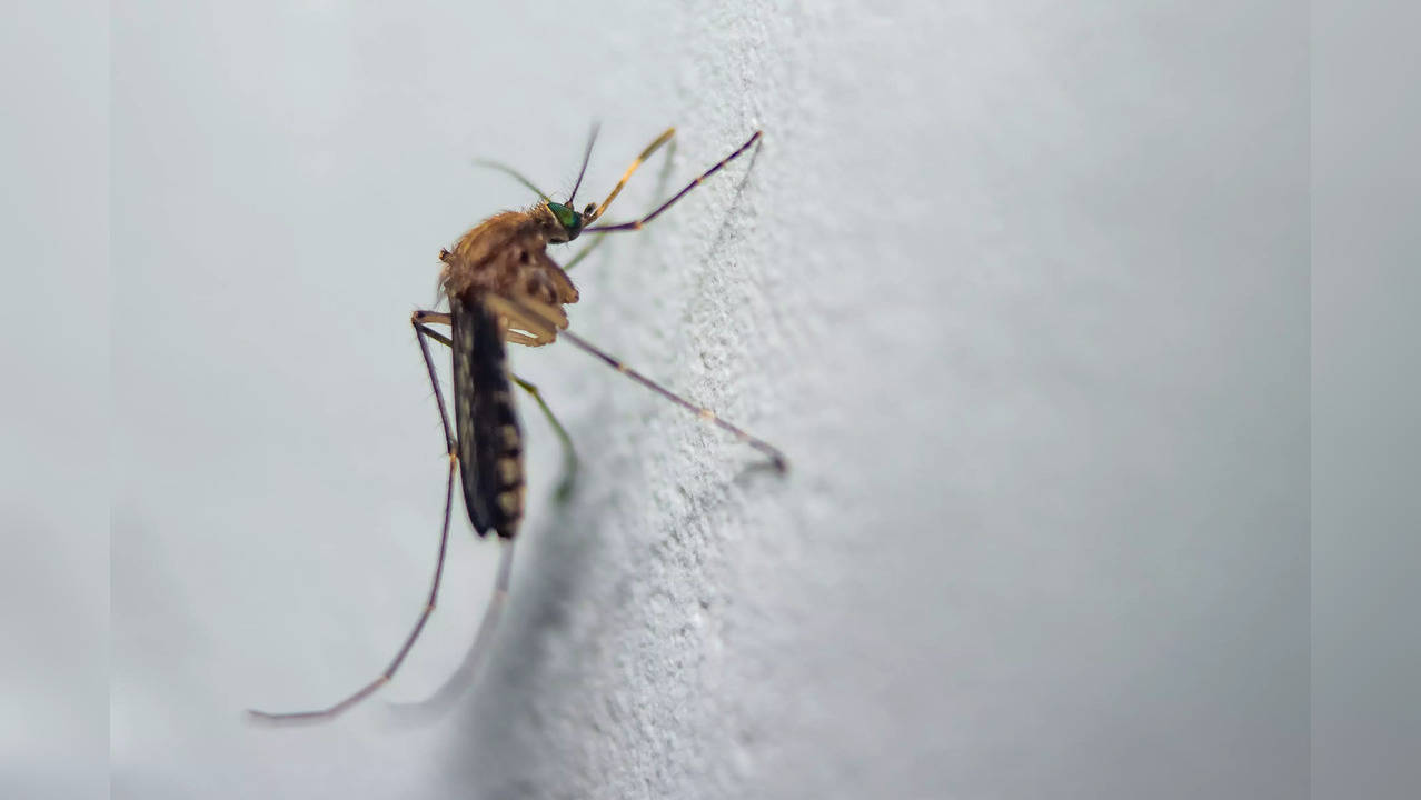 Experts at UConn Health believe that dengue and Zika can affect hosts in a way that attracts more mosquitoes in.