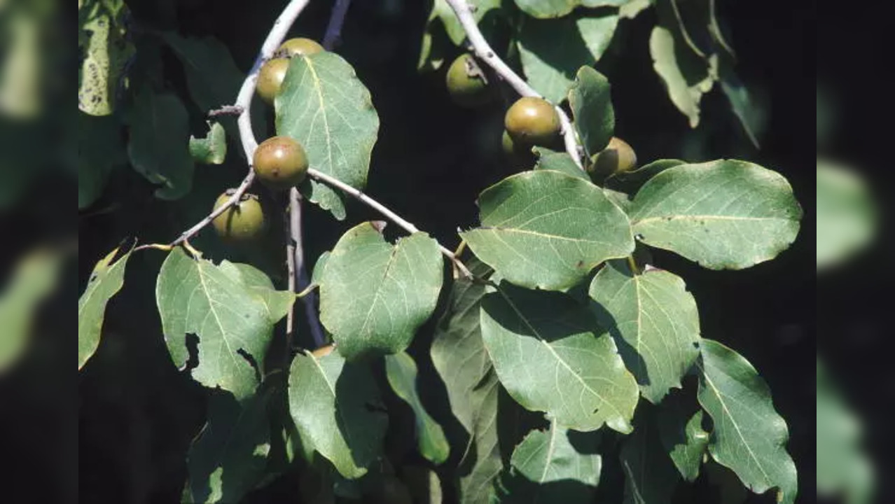 istockphoto-tendu leaves