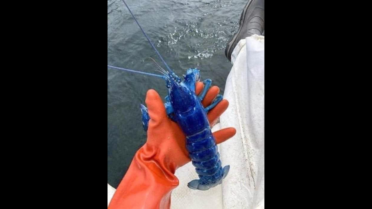 Fisherman catches blue lobster