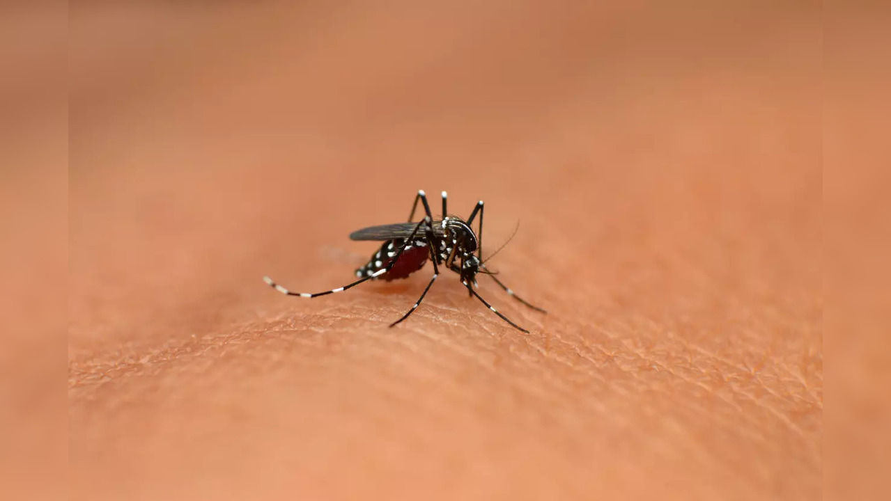 Dengue