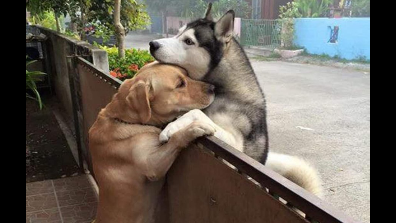 Wholesome photo of dogs hugging each other will melt your heart