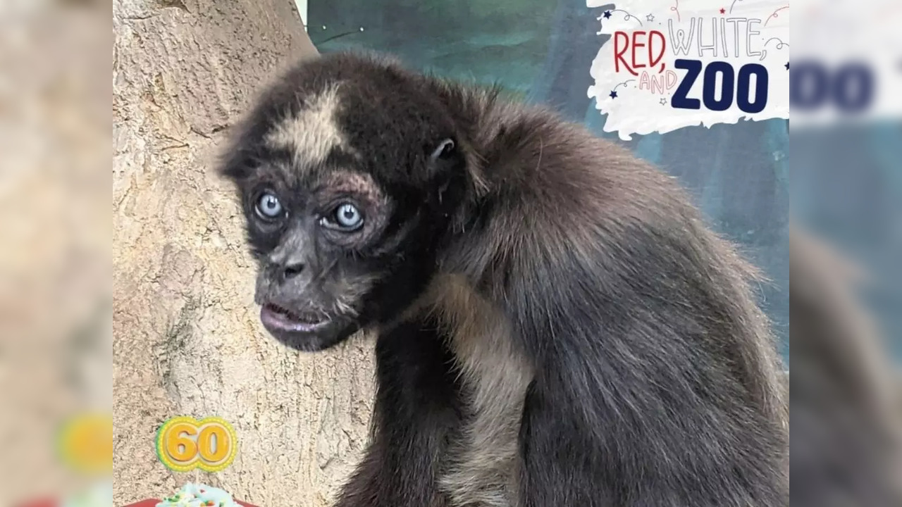 Elvis, the 60-year-old spider monkey | Picture courtesy: Instagram/@zooboise