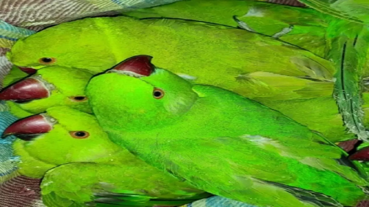 Rescued Parakeets