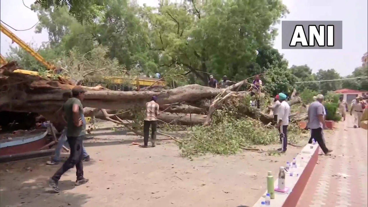 Tree uprooted Chandigarh - ANI.