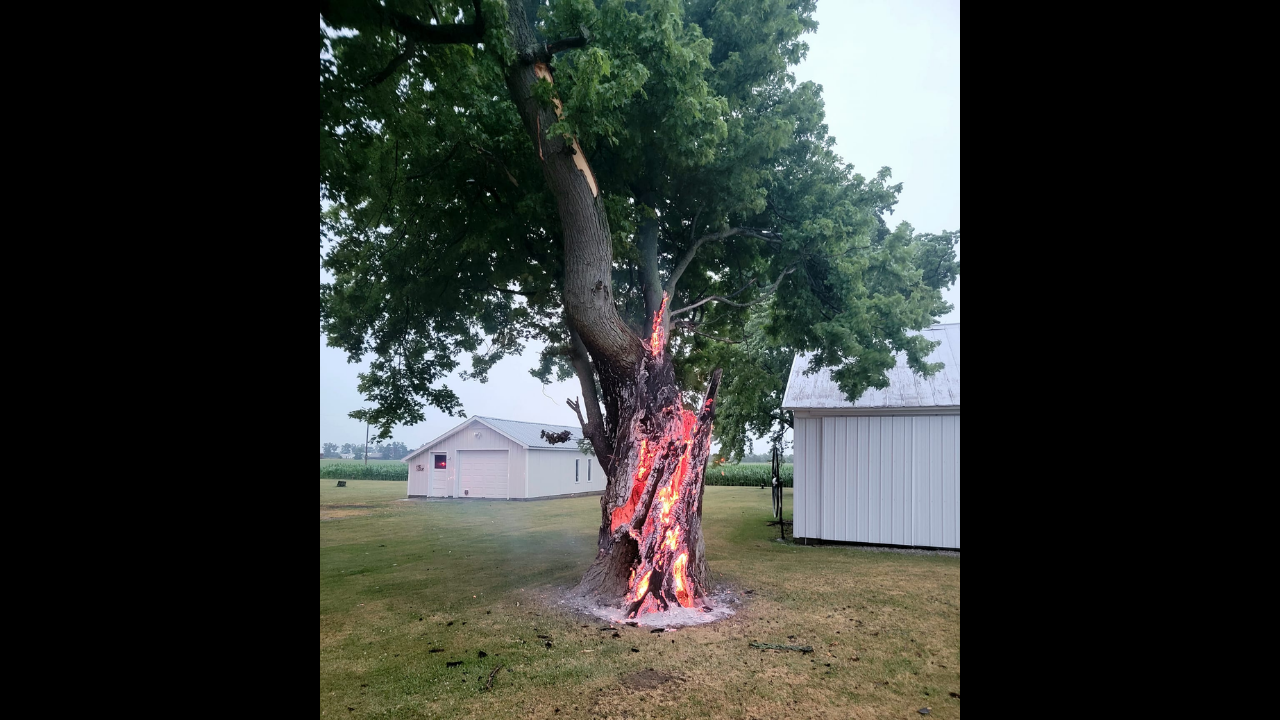 Dramatic Photos Show Tree Burning From Inside After Lightning Strike Viral News Times Now 