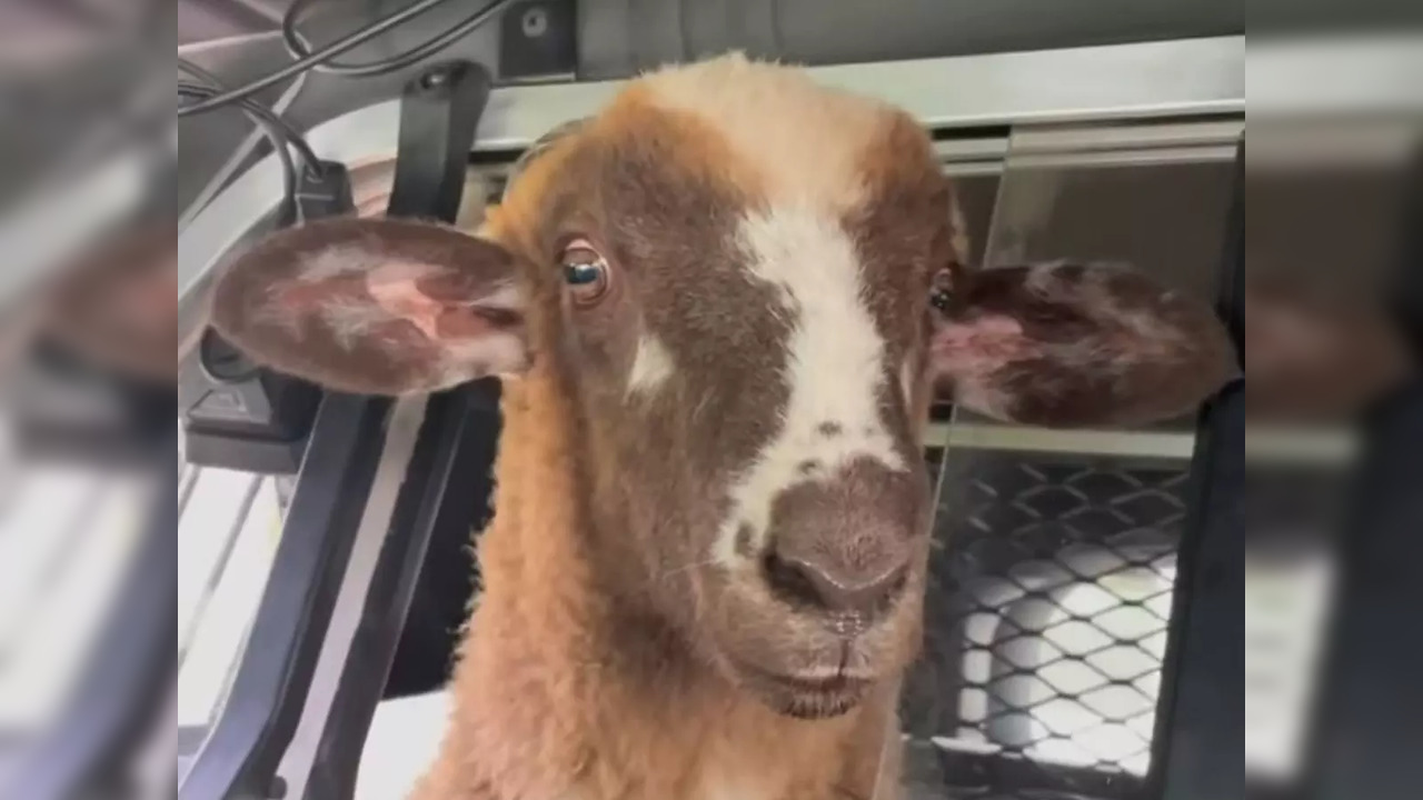 Sheep goes for a ride in a police cruiser | Picture courtesy: Old Town Police Department/Youtube