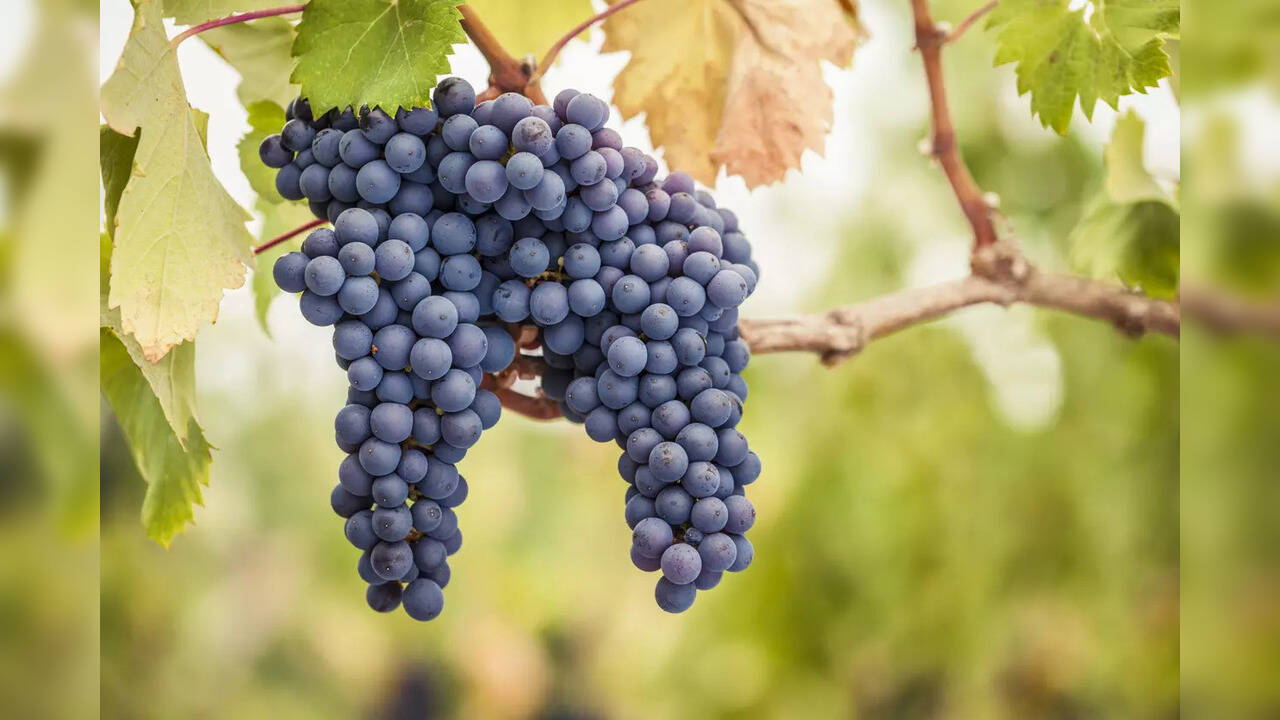 5 reasons why you should add This variety of grapes to your diet