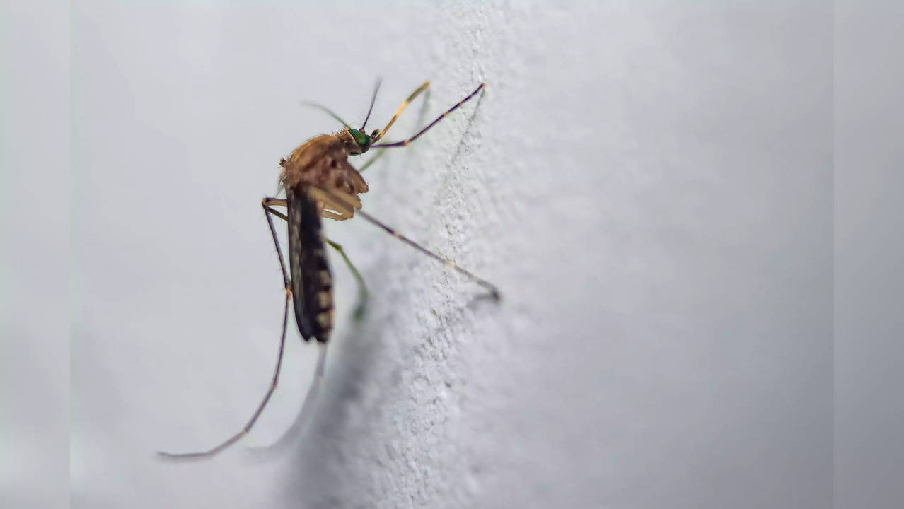 Malaria_Mosquito