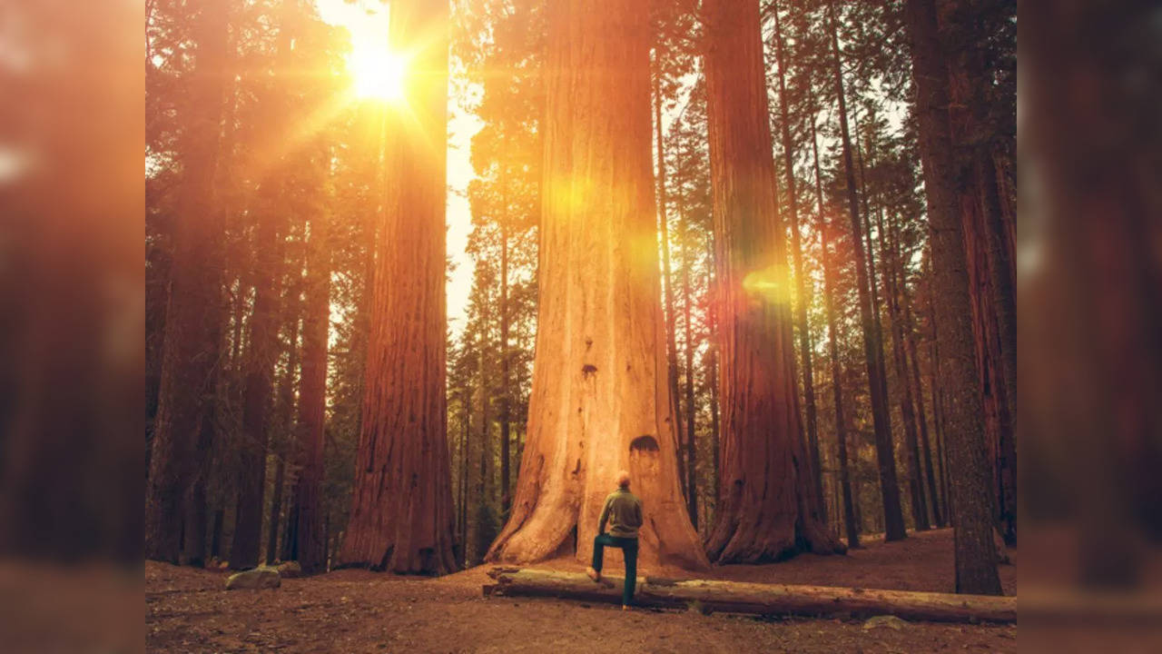 Hiker in front of Giant Sequoia | Picture courtesy: iStock