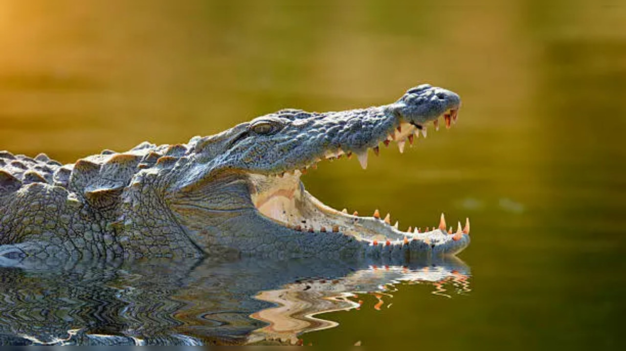 istockphoto-crocodile