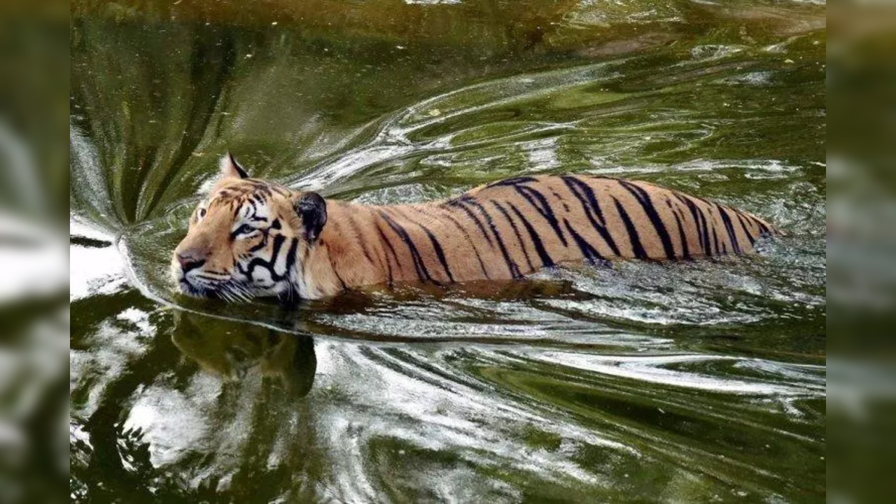 Hyderabad_Zoo PTI