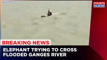 Širdį stabdantis vaizdo įrašas apie dramblį ir Mahoutą, kertantį Gango upę per staigų potvynį, pasklido paskutinę naujieną