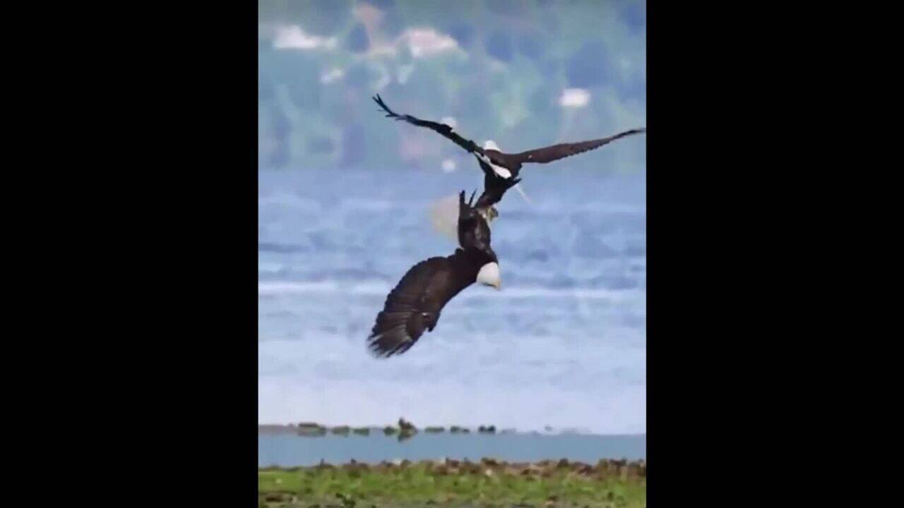 Viral video Two bald eagles lock claws midair in spectacular