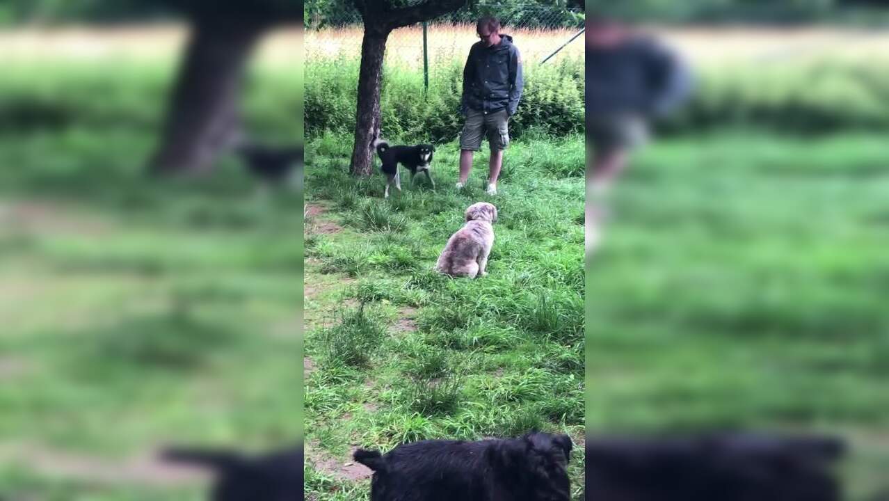 Introvert dog meetup Viral video This is what happens when introvert