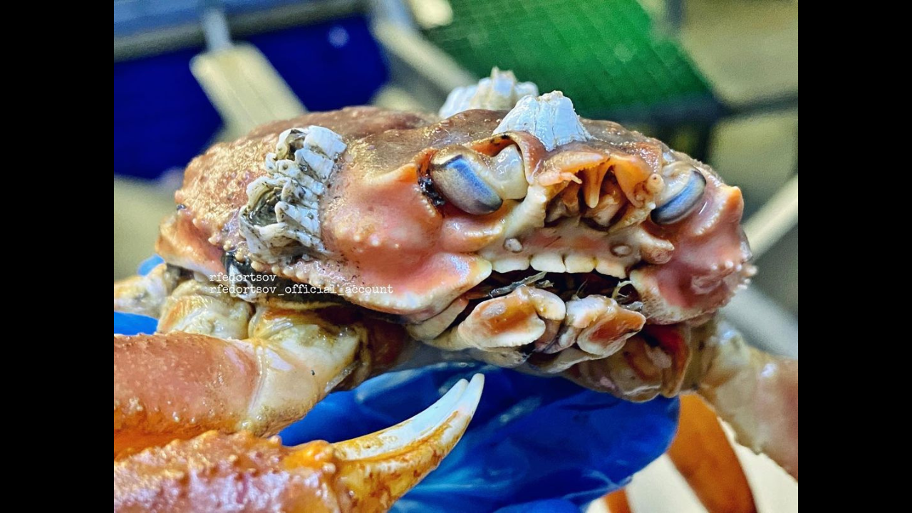 Crab with human-like teeth