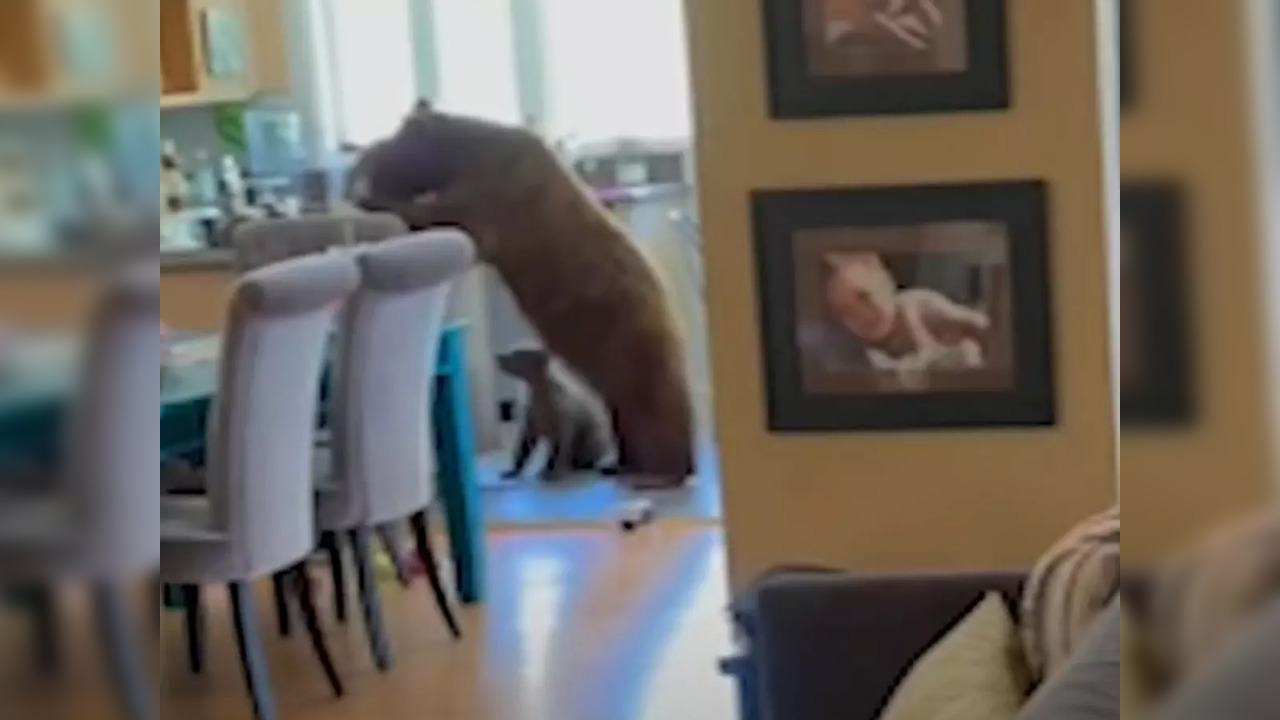 Bears break into California house, eat all the doughnuts off the kitchen counter | Picture courtesy: Youtube/ABC7