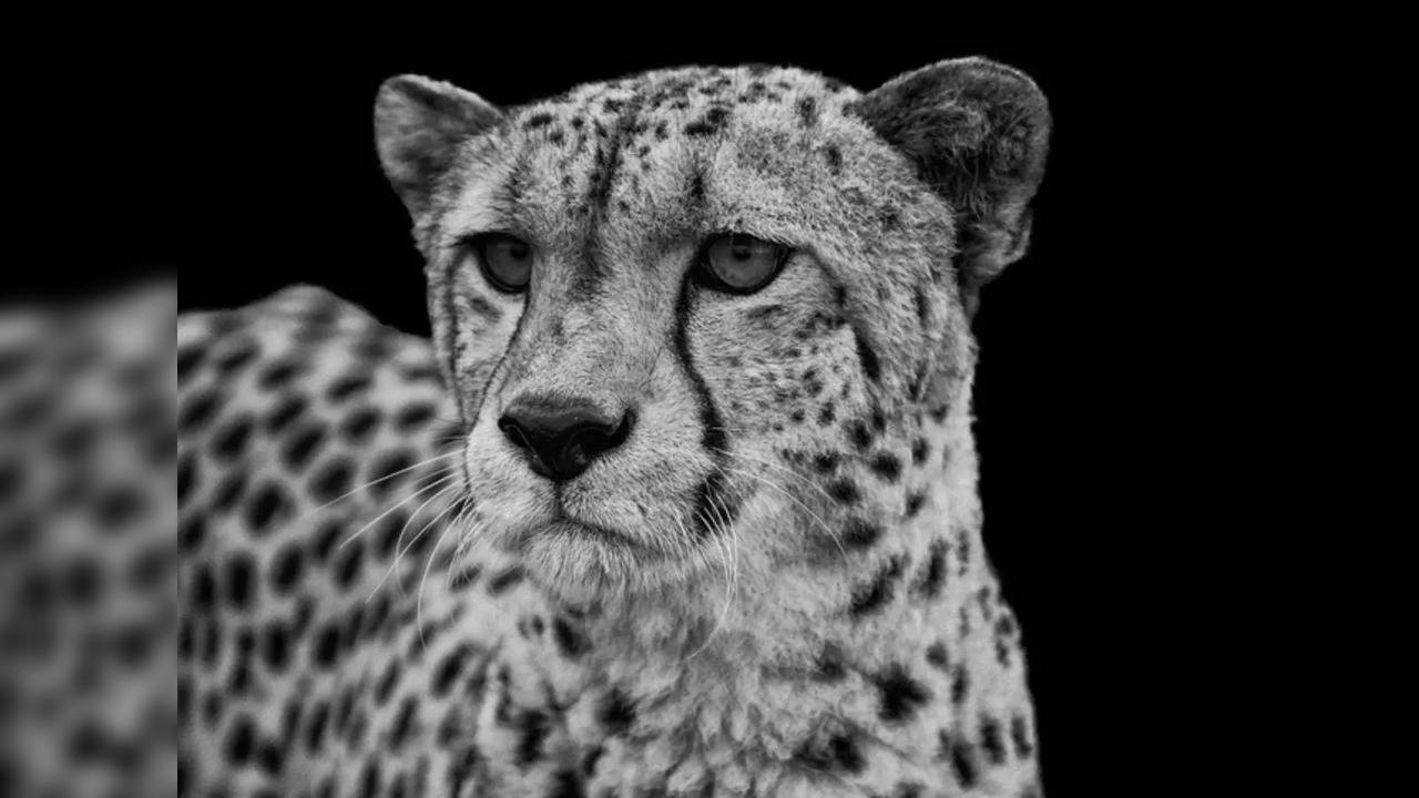 Extinct in India for 70 years, Cheetahs to be reintroduced for the ...