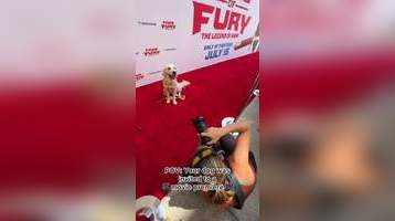 Dog walks red carpet at a movie premiere netizens cant handle the cuteness