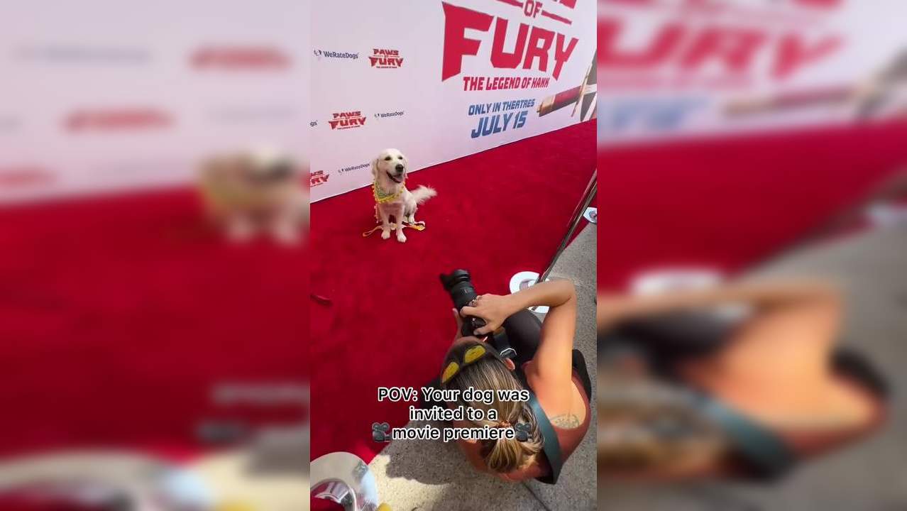 Dog goes to 'Paws of Fury: The Legend of Hank' premiere. Watch