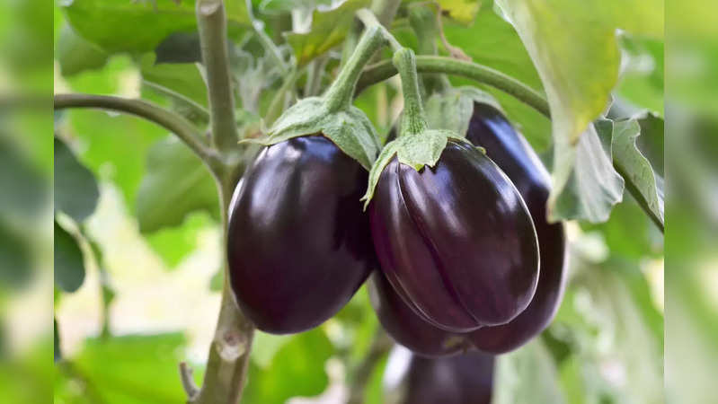 Eggplant brinjal