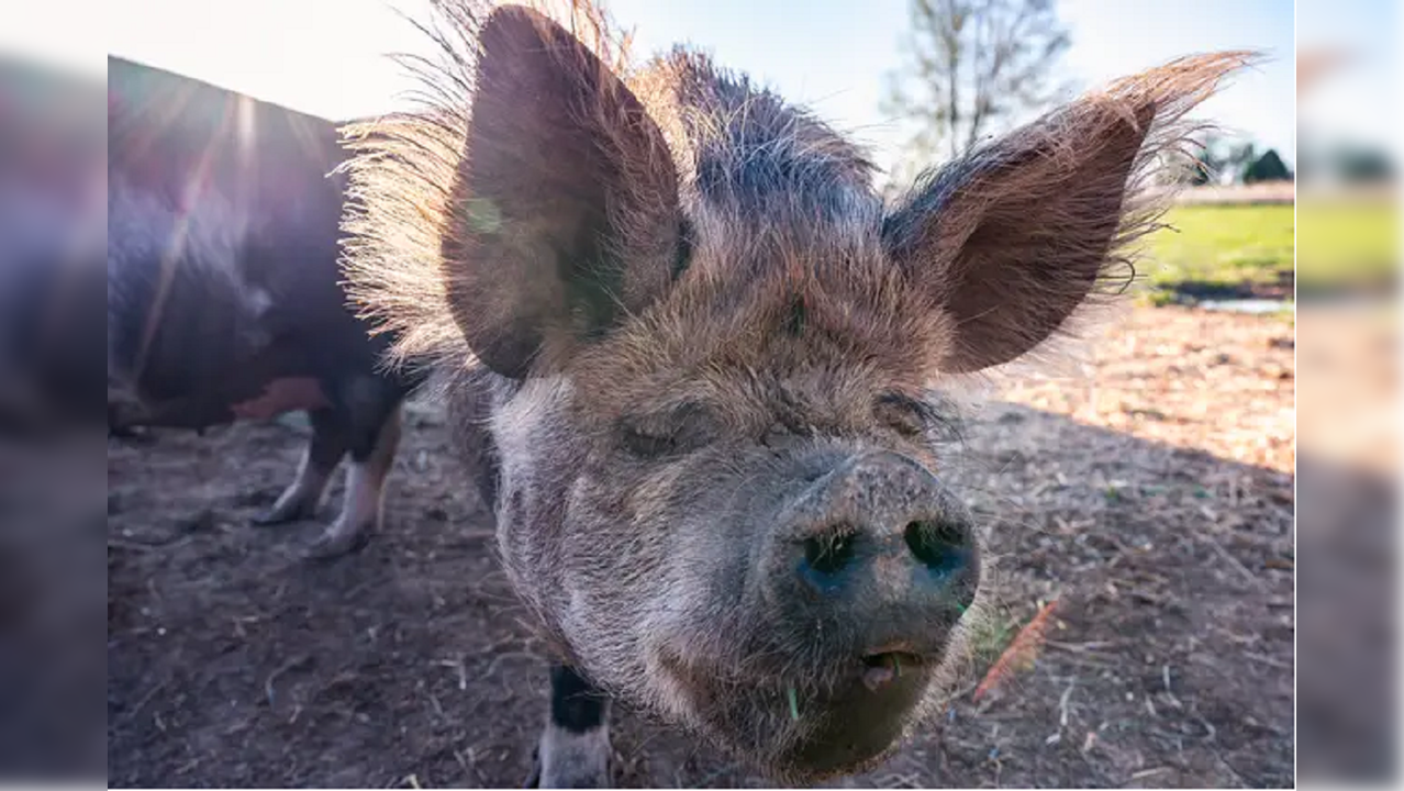 Royal Welsh Pigs