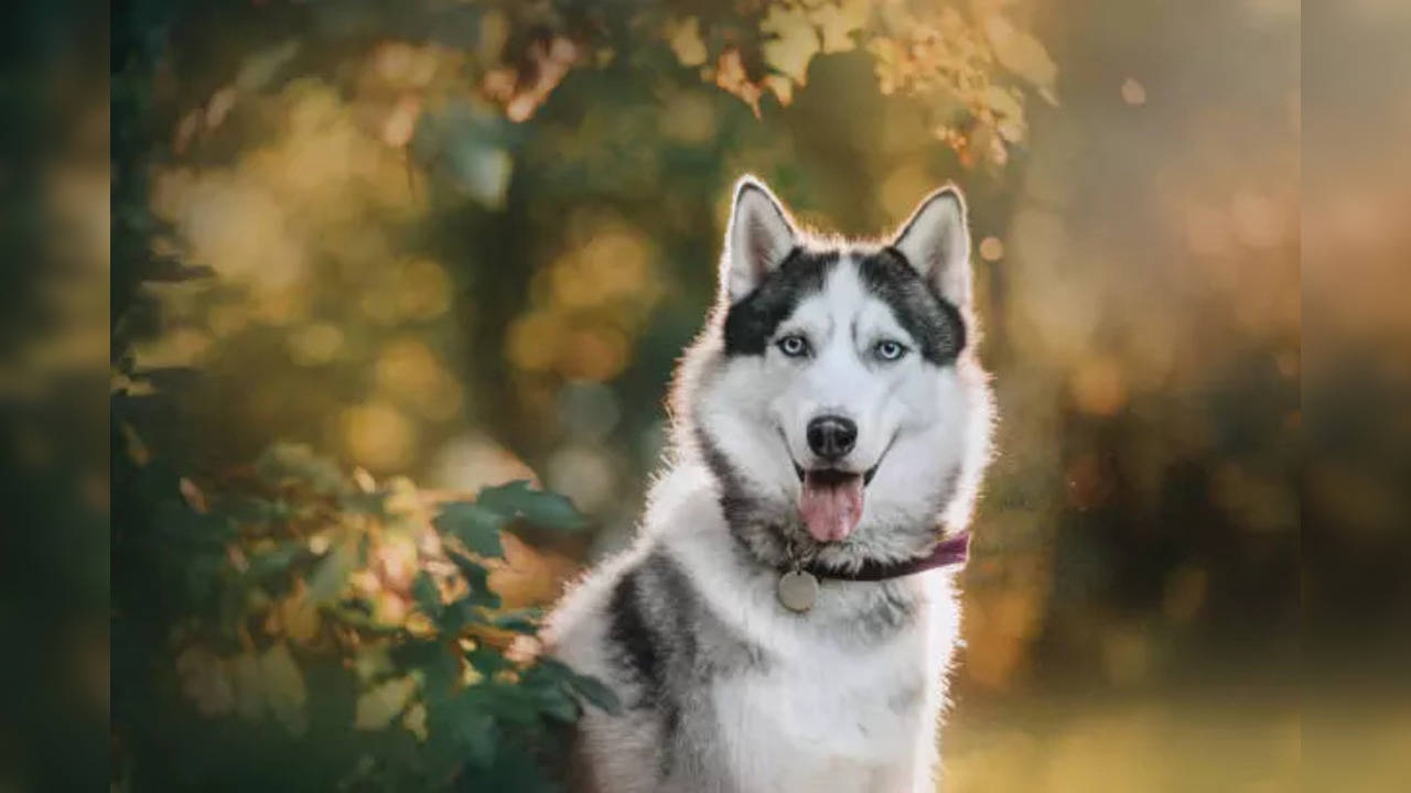 istockphoto-siberian husky