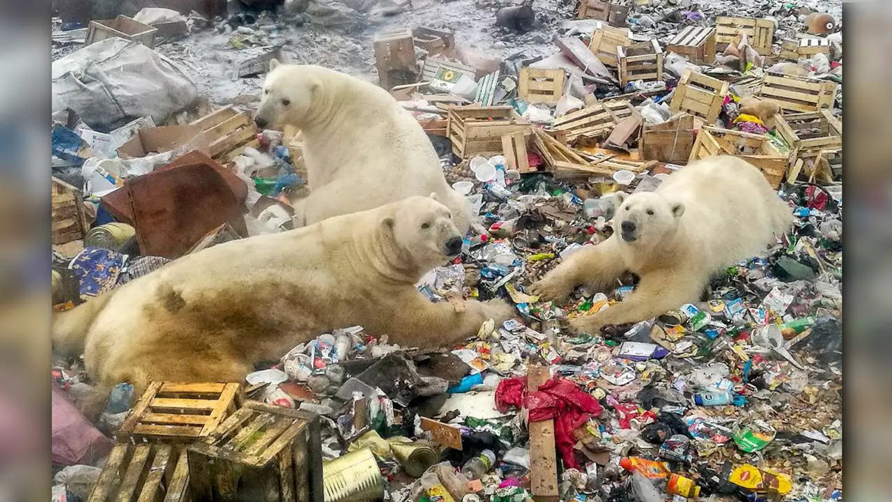 Polar-Bears-eating from landfill