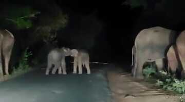 Viral video: Baby elephants play-fight as their parents search for food Viral video: Baby elephants play-fight as their parents search for food