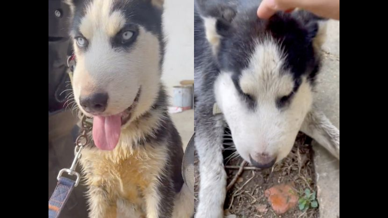 Pet dog's face swells to double the size after bite from venomous snake, netizens say he looks like 'Snoopy'