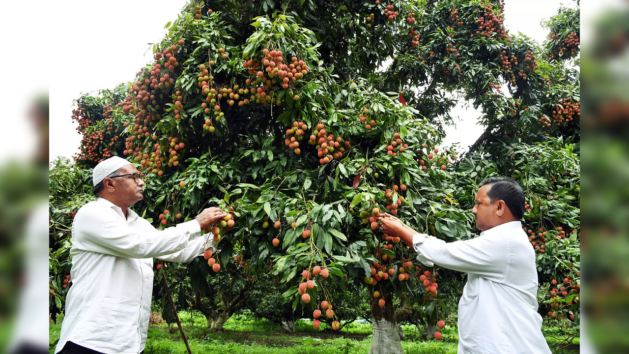 Sonitpur, June 1From Naxal stronghold to litchi cultivation hub, the transformation of Abhujmaad3 (ANI): People pluck litchis at a Parua Litchi Garden, Tezpur, ...