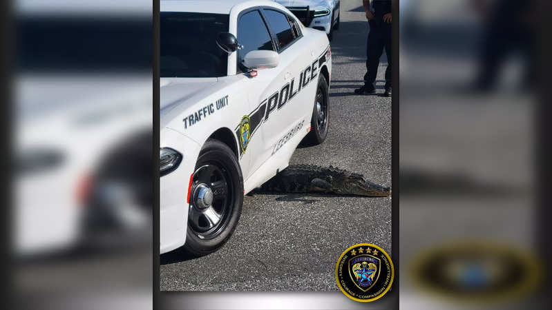 Alligator stuck underneath police car in Florida | Picture courtesy: Twitter/Leesburg Police