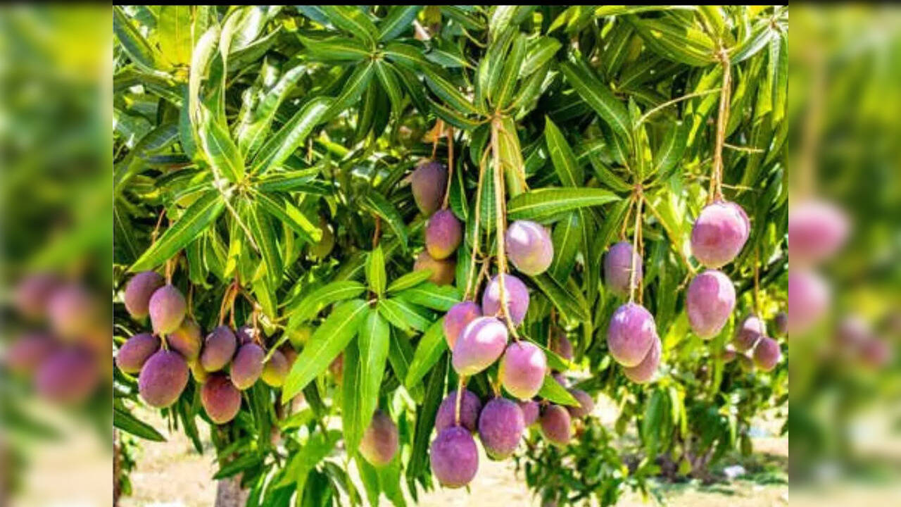 National Mango Day Behold world's most expensive mango grown in India