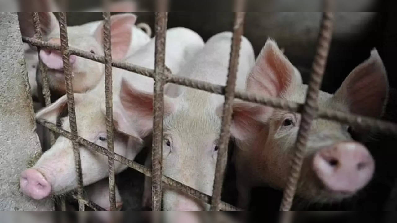 ​African swine fever