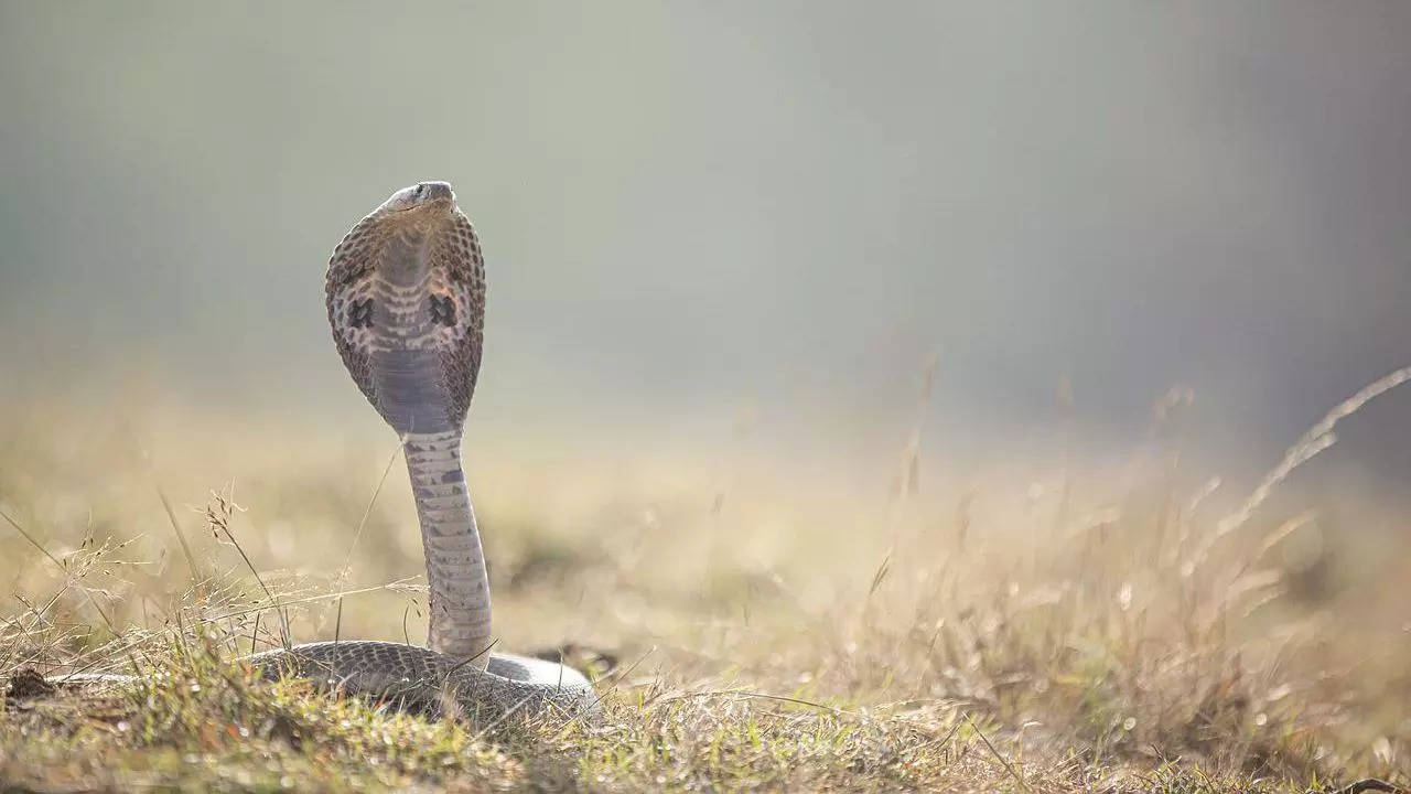 Nag Panchami festival