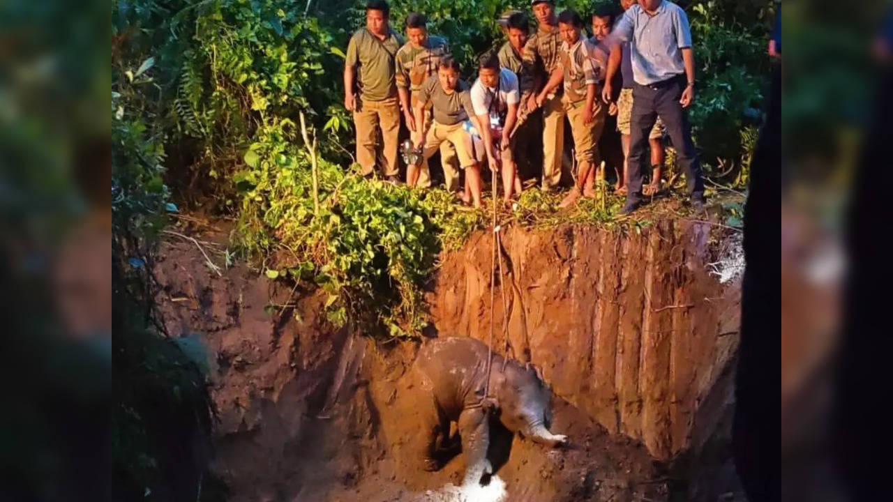 Wildlife officials rescue elephant calf that fell into a ditch | Picture courtesy: Twitter/@ParveenKaswan