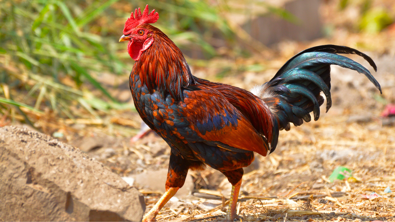 Uttar Pradesh family organises 'terahvin' of rooster who died saving owner's lamb from stray dog; 500 people attend