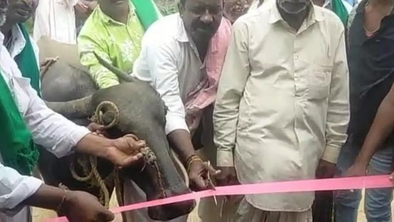 Chief guest buffalo inaugurates a bus shelter in Karnataka's Gagad district | Picture courtesy: The New Indian Express