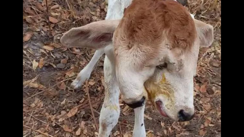 Calf born with two heads due to 'ultra rare' genetic defect