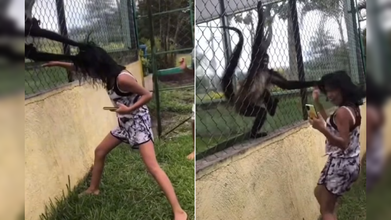 Monkeys pull girl by her hair