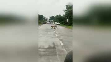 Traffic stops in Maharashtras Chandrapur to create safe passage for tiger crossing highway