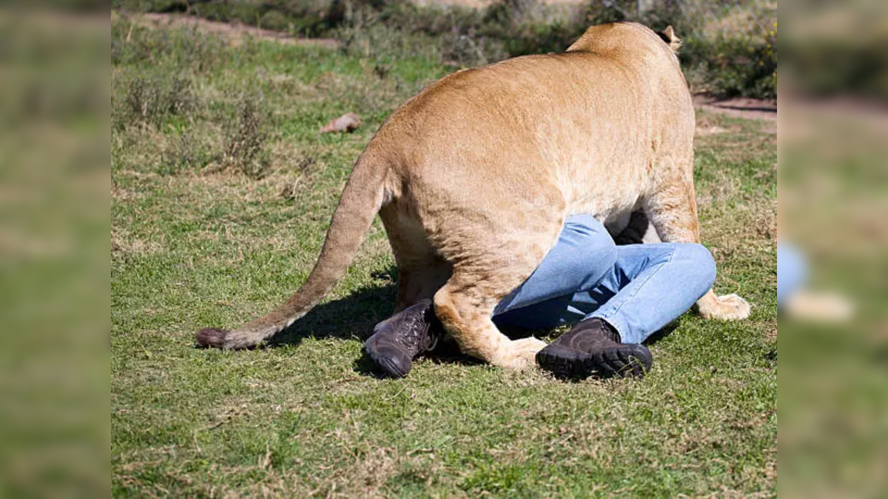 lion attack