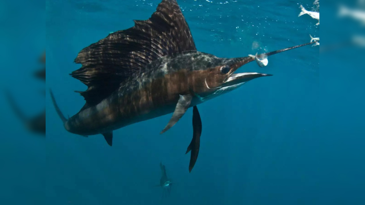 A sailfish (Istiophorus) eats a fish from a fast moving bait ball in the waters off Isla Mujeres, Mexico | Photo: iStock